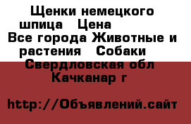 Щенки немецкого шпица › Цена ­ 20 000 - Все города Животные и растения » Собаки   . Свердловская обл.,Качканар г.